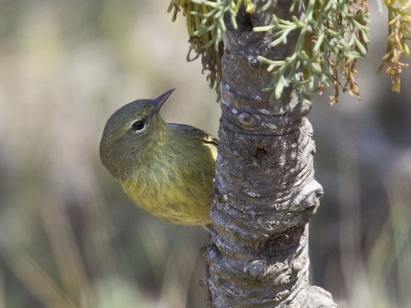 Photo (3): Orange-crowned Warbler