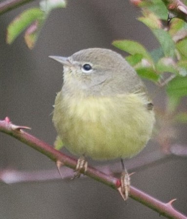 Photo (24): Orange-crowned Warbler