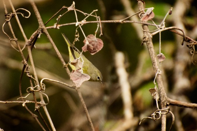 Photo (23): Orange-crowned Warbler