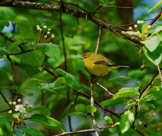 Photo (16): Orange-crowned Warbler