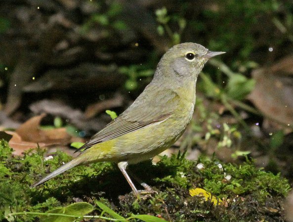 Photo (2): Orange-crowned Warbler