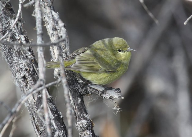 Photo (7): Orange-crowned Warbler