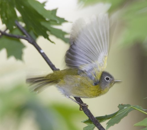 Photo (17): Nashville Warbler