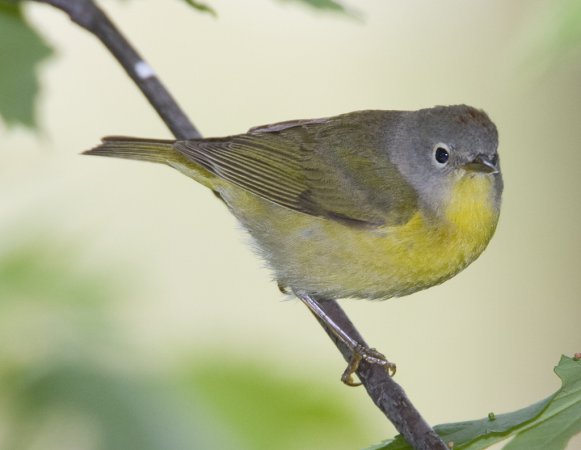 Photo (5): Nashville Warbler