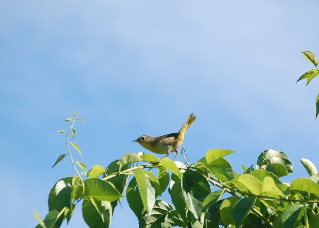Photo (20): Nashville Warbler