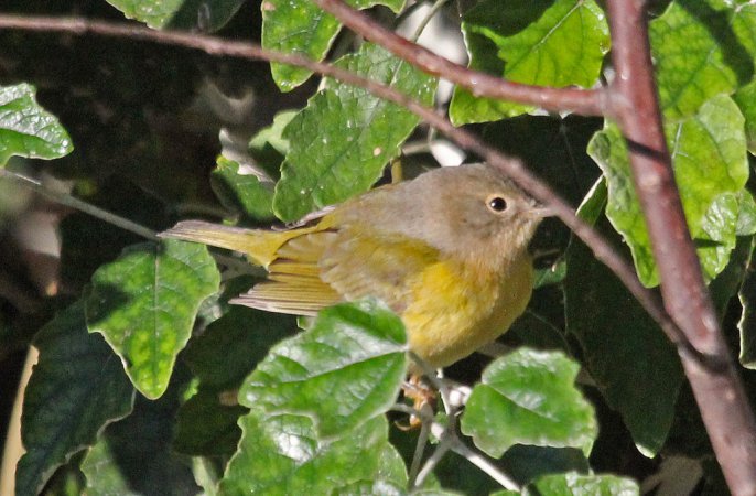 Photo (16): Nashville Warbler