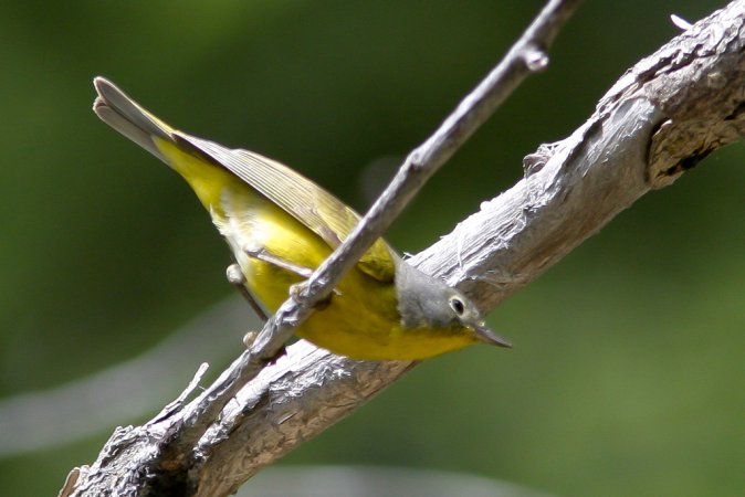 Photo (10): Nashville Warbler