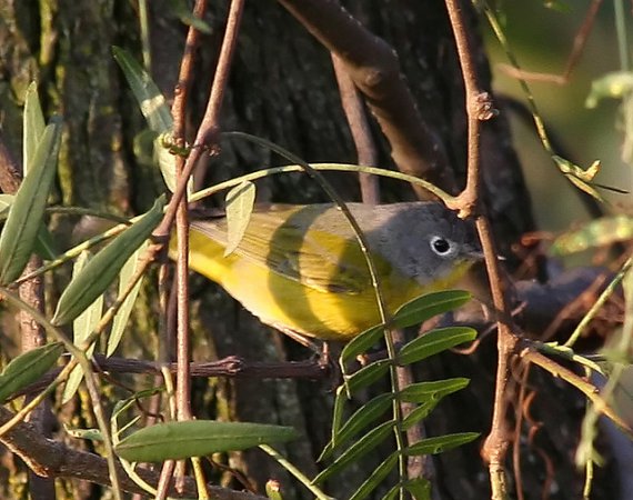 Photo (18): Nashville Warbler