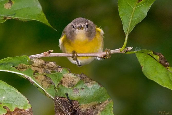 Photo (2): Nashville Warbler
