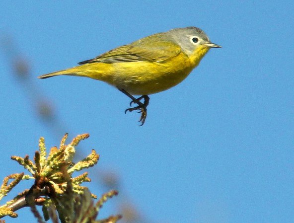 Photo (19): Nashville Warbler