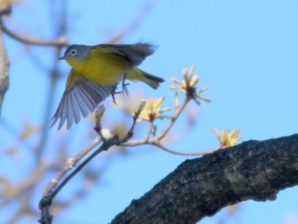 Photo (21): Nashville Warbler