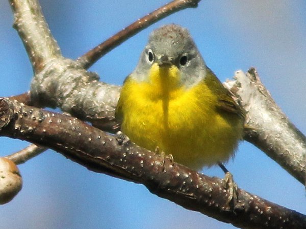 Photo (6): Nashville Warbler