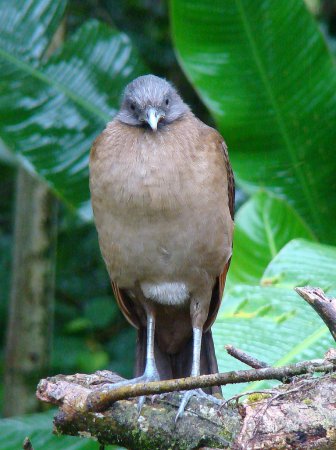 Photo (2): Gray-headed Chachalaca