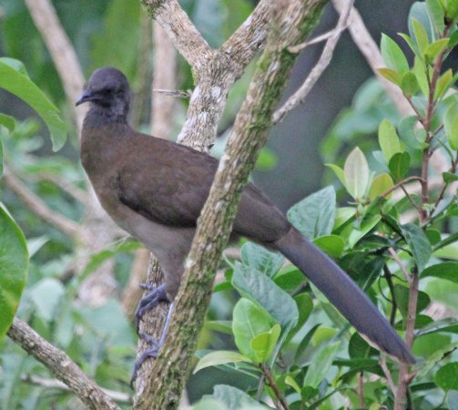 Photo (5): Gray-headed Chachalaca