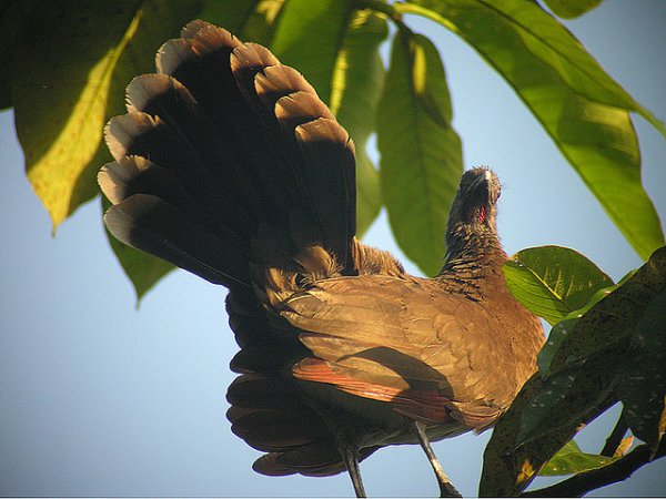 Photo (4): Gray-headed Chachalaca
