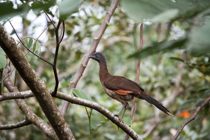 Photo (3): Gray-headed Chachalaca