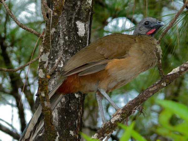Photo (3): Plain Chachalaca