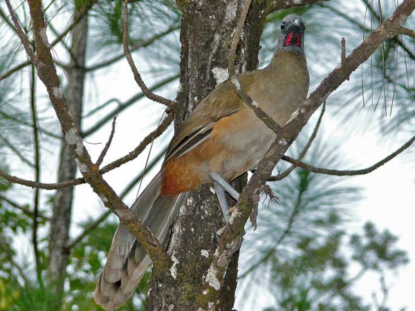 Photo (4): Plain Chachalaca