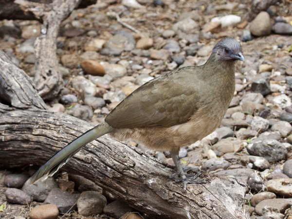 Photo (1): Plain Chachalaca