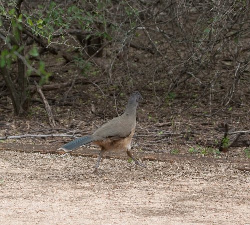 Photo (16): Plain Chachalaca