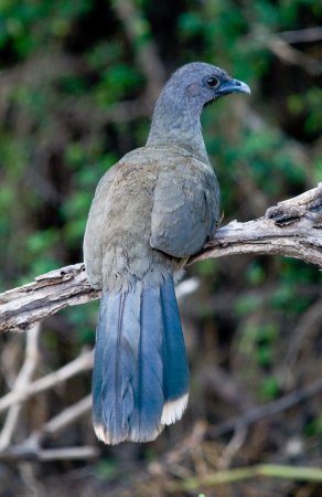 Photo (8): Plain Chachalaca