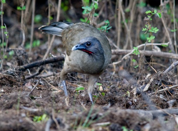 Photo (2): Plain Chachalaca