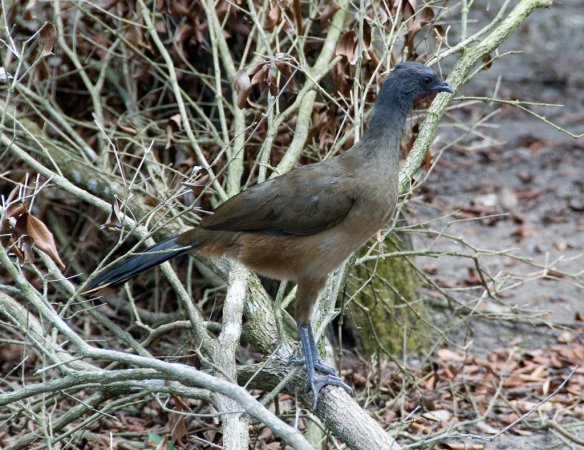 Photo (9): Plain Chachalaca