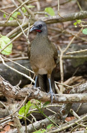 Photo (10): Plain Chachalaca