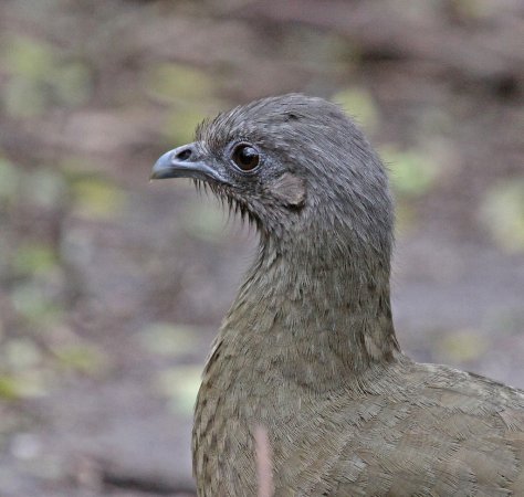 Photo (7): Plain Chachalaca