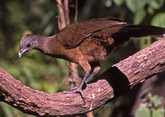 Photo (12): Plain Chachalaca