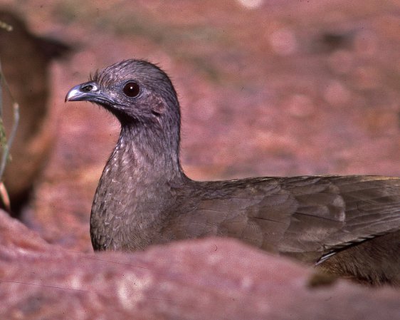Photo (14): Plain Chachalaca