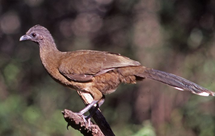 Photo (6): Plain Chachalaca