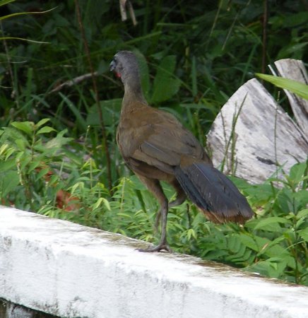 Photo (18): Plain Chachalaca