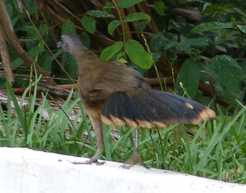 Photo (19): Plain Chachalaca