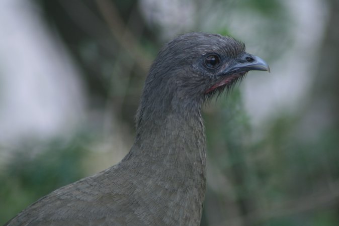 Photo (13): Plain Chachalaca