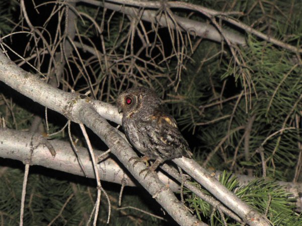 Photo (8): Quiz Species