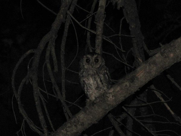 Photo (5): Quiz Species