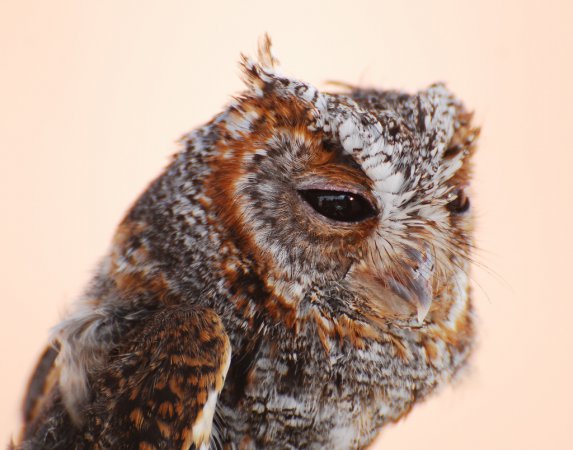 Photo (2): Quiz Species