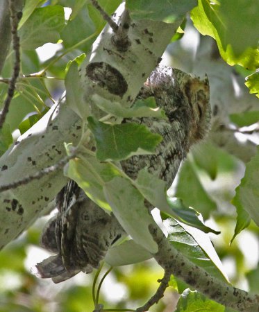Photo (9): Quiz Species