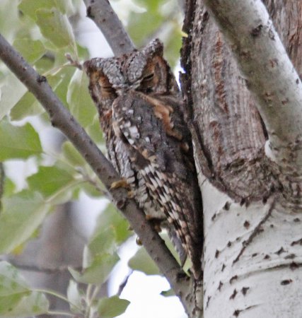 Photo (7): Quiz Species