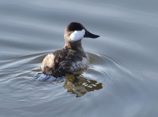 Photo (23): Ruddy Duck