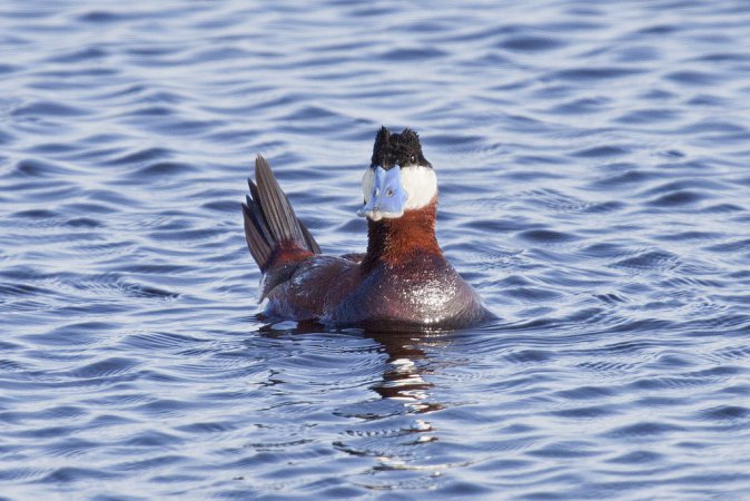 Photo (22): Ruddy Duck