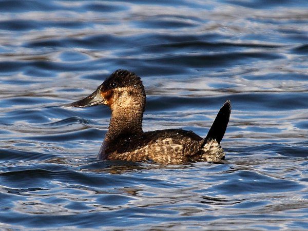 Photo (18): Ruddy Duck
