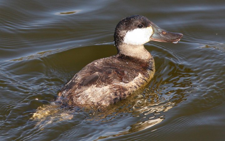 Photo (17): Ruddy Duck