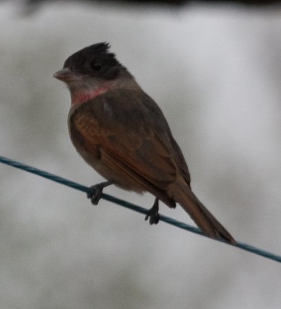 Photo (6): Rose-throated Becard