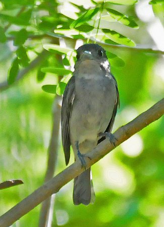 Photo (16): Rose-throated Becard