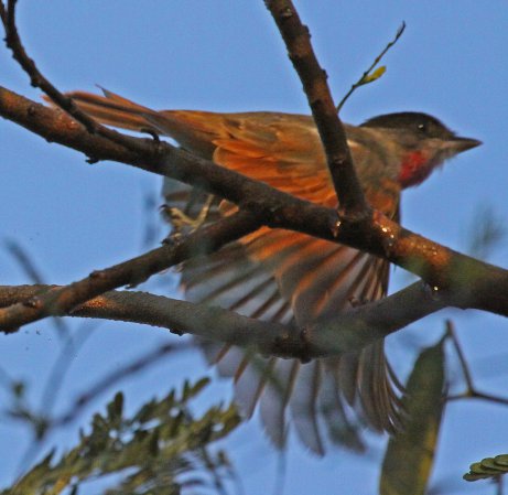 Photo (10): Rose-throated Becard