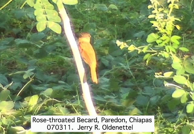 Photo (11): Rose-throated Becard