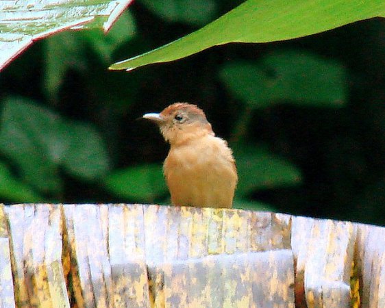 Photo (4): Chestnut-crowned Becard