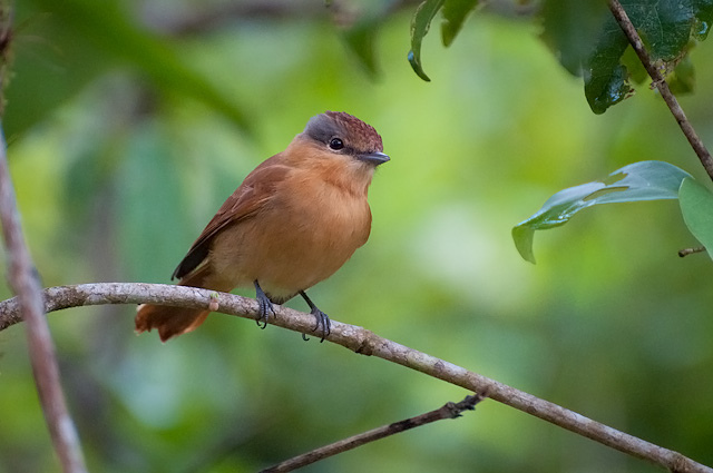 Photo (2): Chestnut-crowned Becard